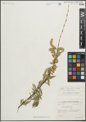 Foto von Salix linearifolia E. L. Wolf